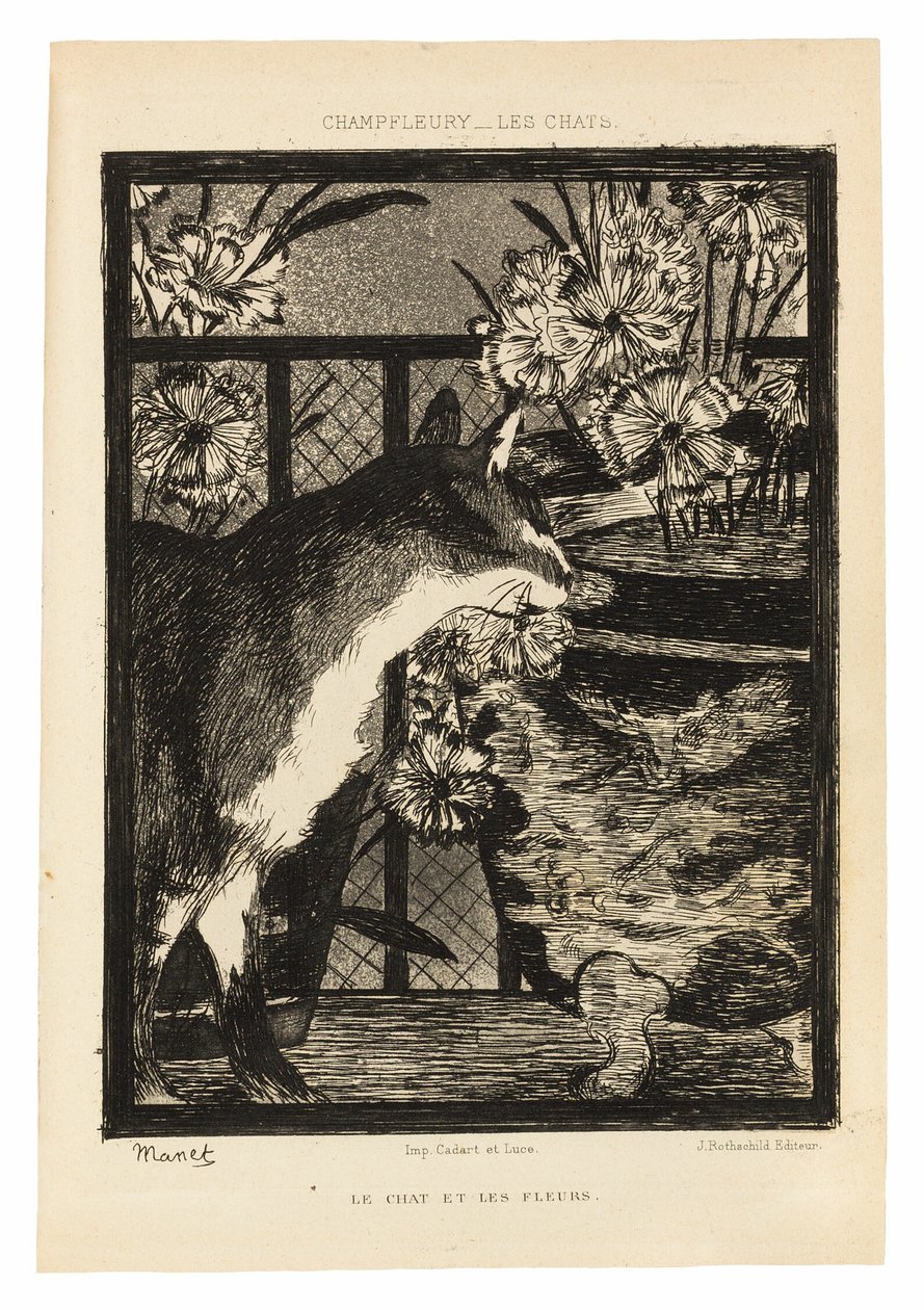 Gatos de Édouard Manet