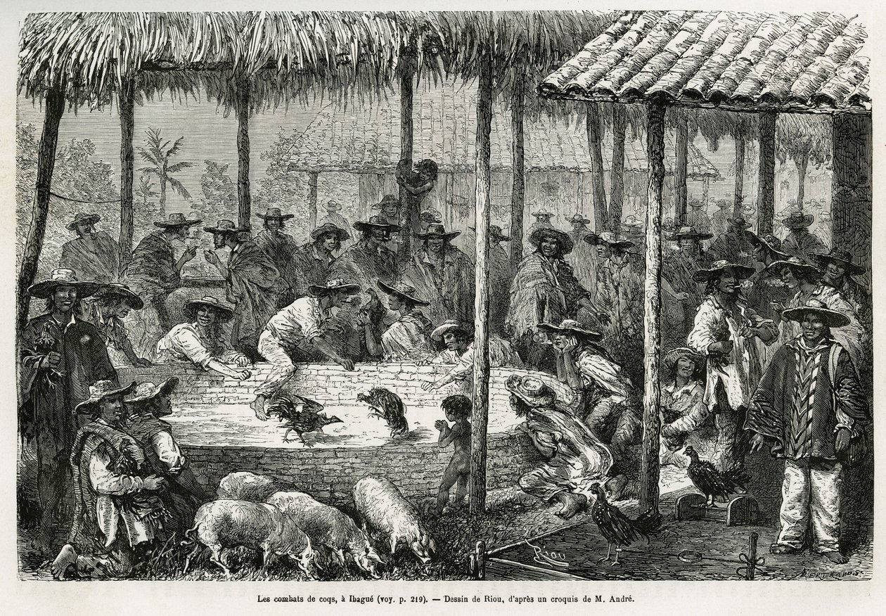 Luta de galos e animação de rua em Ibague (Colômbia), desenho de Riou, para ilustrar a história da América Equinoxiale (Colômbia, Equador, Peru), em 1875-1876, de Ed. andre, encarregado de missão de viajantes pelo governo francês. Gravura em Le tour du mon de Edouard Riou