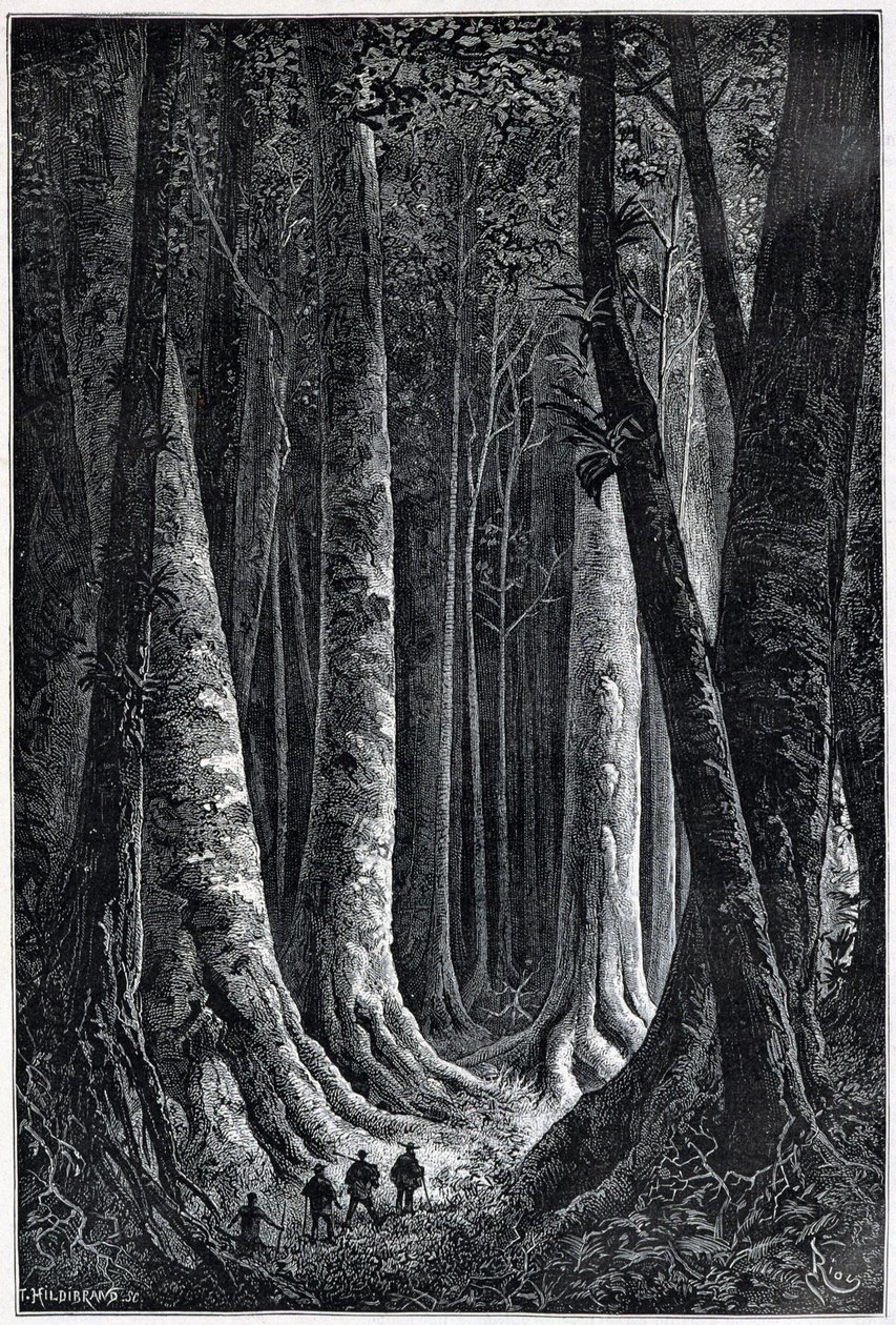 Floresta da Guiana Francesa, desenho de Riou, "Le Tour du Monde", 2º semestre. 1879. de Edouard Riou