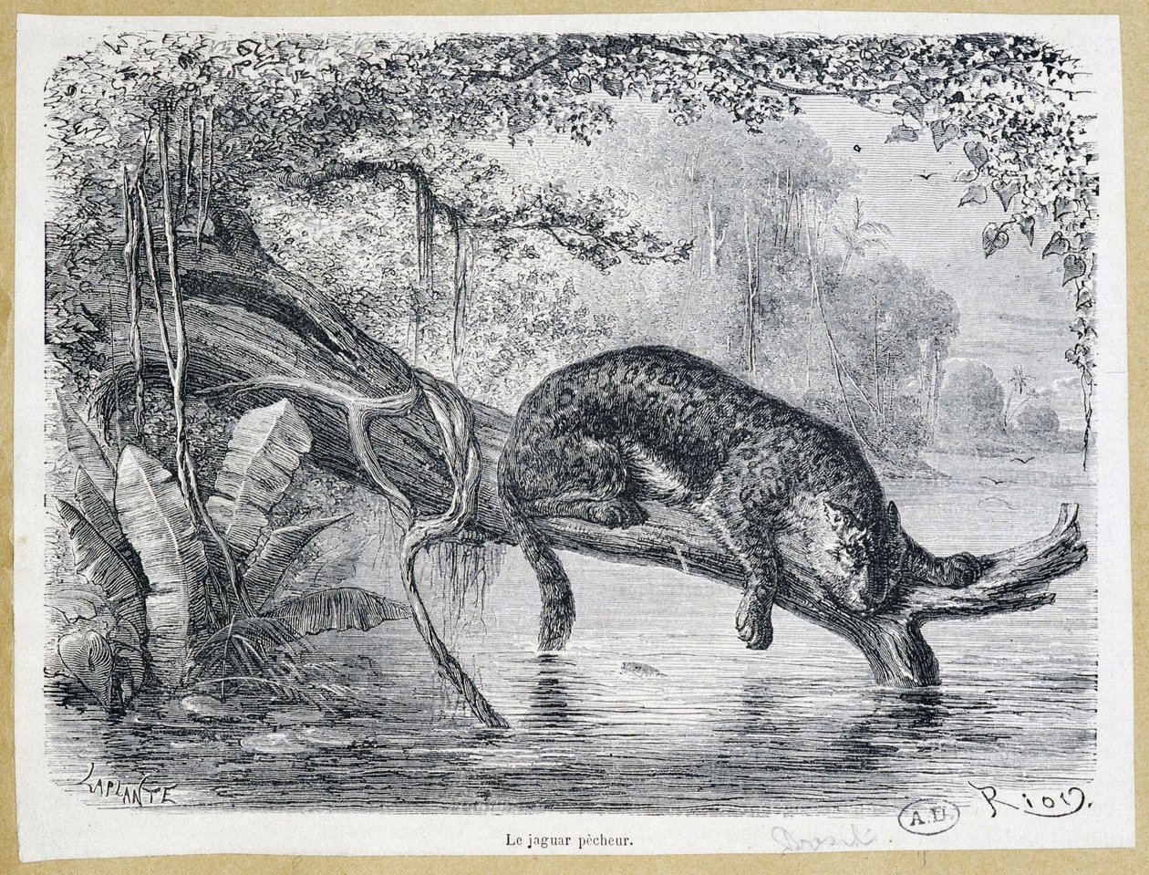 Jaguar observando sua presa em um tronco de árvore acima da água - gravura do século XIX de Edouard Riou