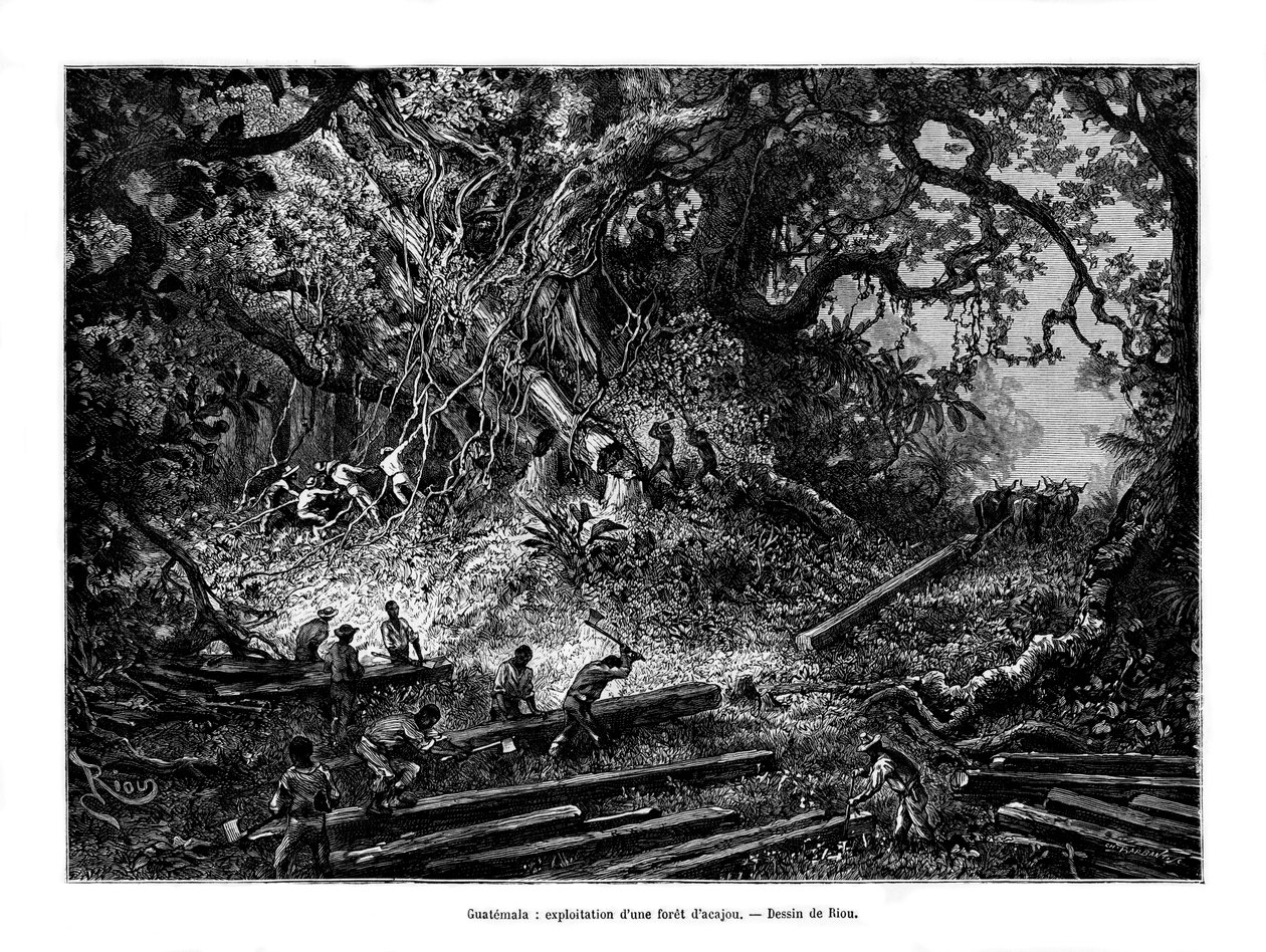 Madeira de mogno, Guatemala, século XIX de Edouard Riou