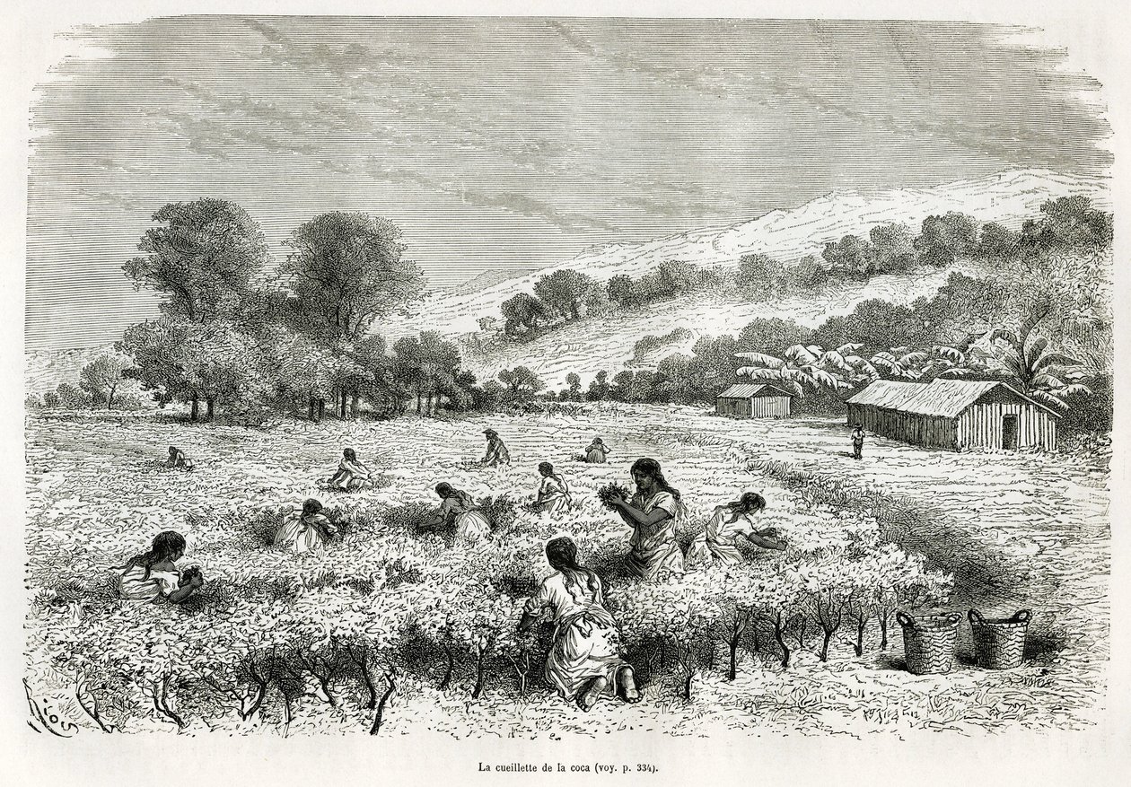 Apanhando as folhas de coca no Vale de Ituata, desenho de E.Riou, para ilustrar a viagem na região de Titicaca e nos vales do leste do Baixo Peru, em 1873 por Paul Marcoy. Gravura em Le tour du monde de Edouard Riou