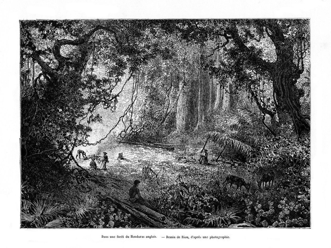 Floresta tropical nas Honduras britânicas, século XIX de Edouard Riou