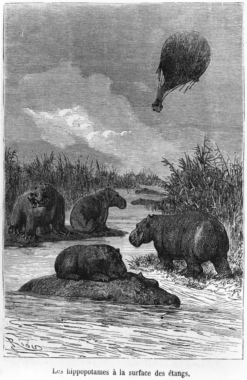 O hipopótamo, ilustração de &39;Cinco semanas em um balão&39; por Jules Verne (1828-1905) Paris, Hetzel de Edouard Riou