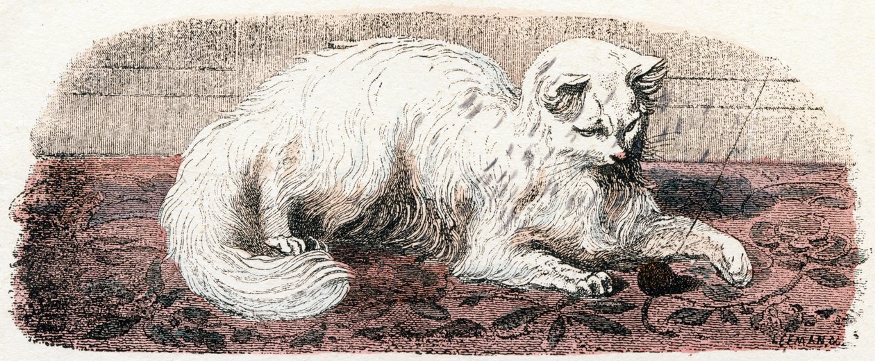 Angora cat - " Alfabeto ilustra animais" século XIX (gravura) de Edouard Travies
