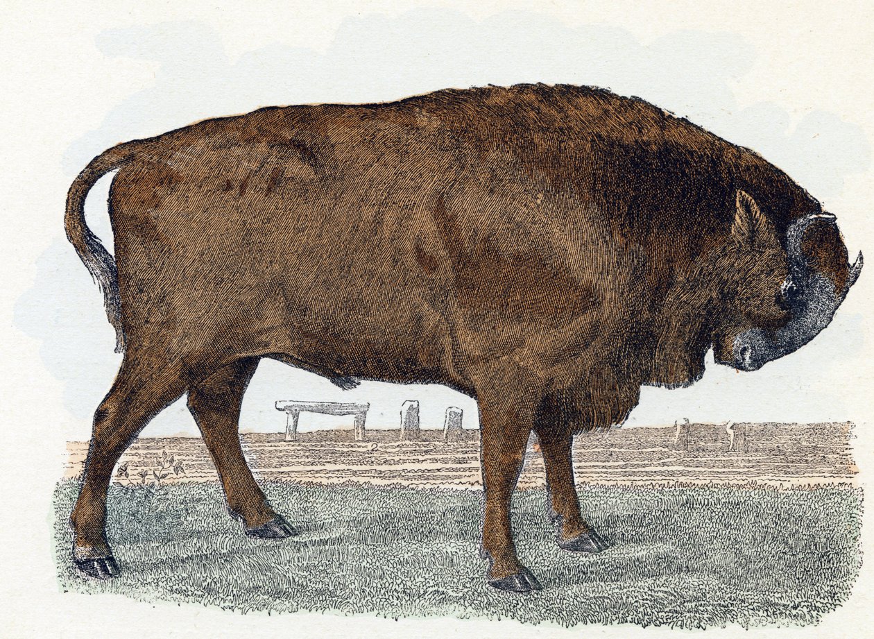 Aurochs (urauch ou auroch) - "Alfabeto ilustra animais" século XIX (gravura) de Edouard Travies