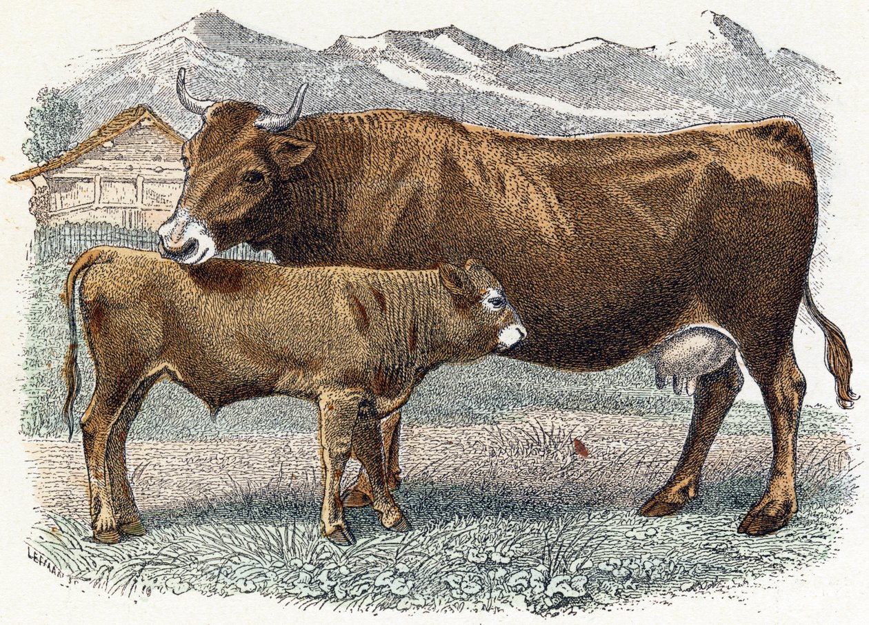 Vaca de bezerro - " Alfabeto ilustra animais" século XIX (gravura) de Edouard Travies