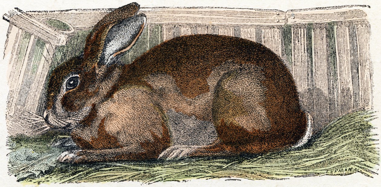 Coelho doméstico- " Alfabeto ilustra animais" século XIX (gravura) de Edouard Travies