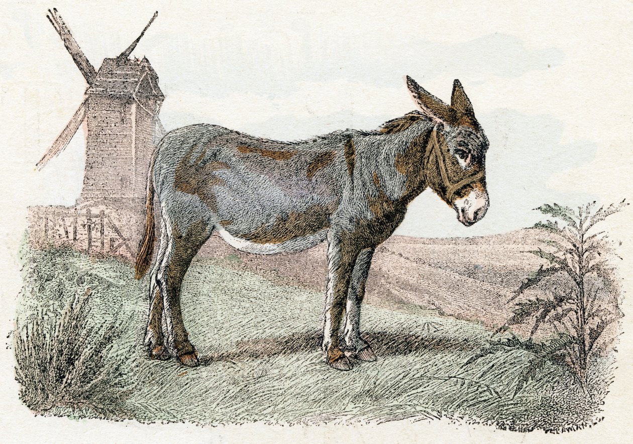 Burro do 