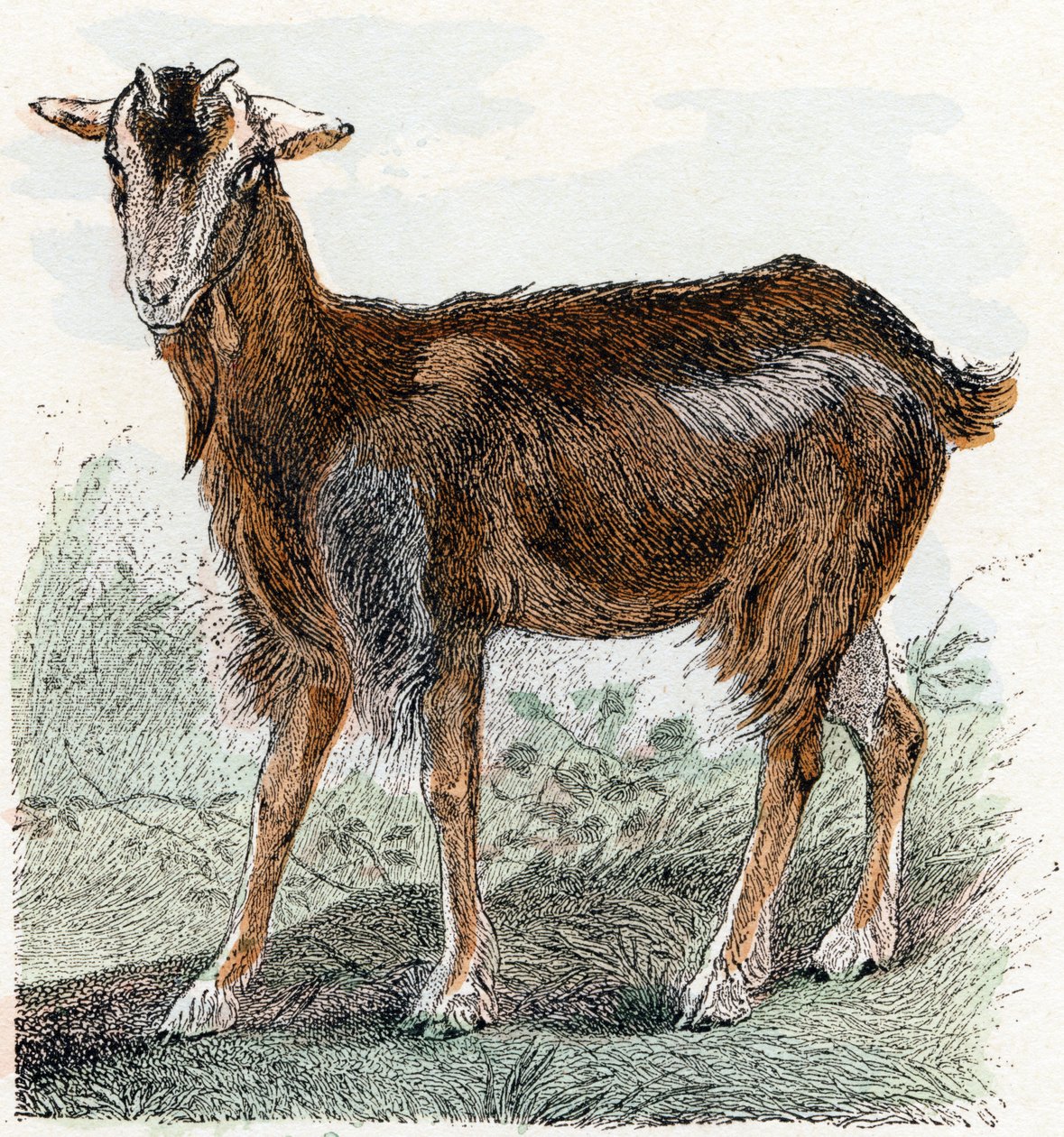 Cabra- " Alfabeto ilustra animais" século XIX (gravura) de Edouard Travies