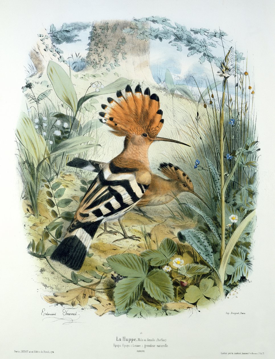 Poupa (Upupa Epops) de Edouard Travies