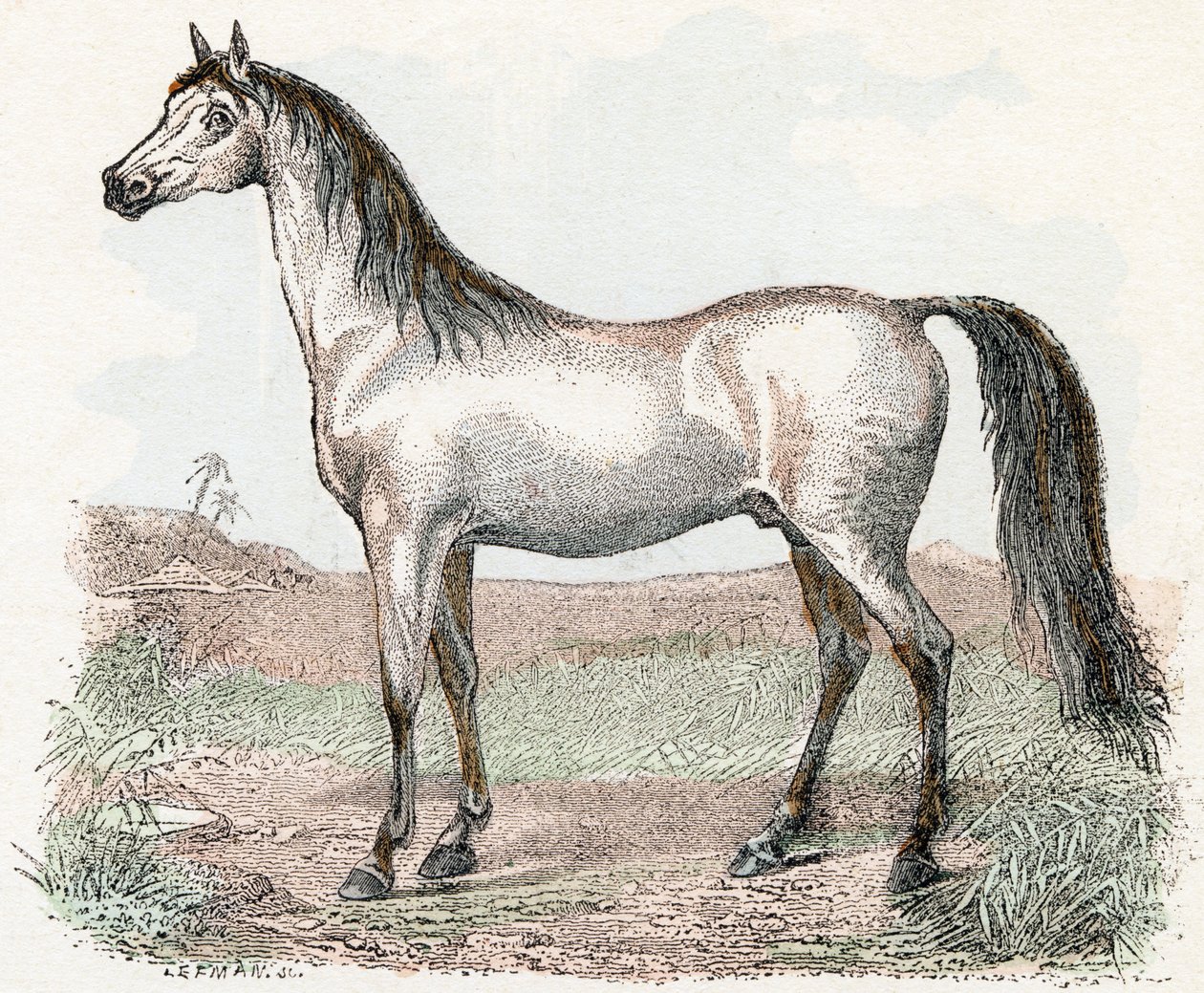 Cavalo- " Alfabeto ilustra animais" século XIX (gravura) de Edouard Travies