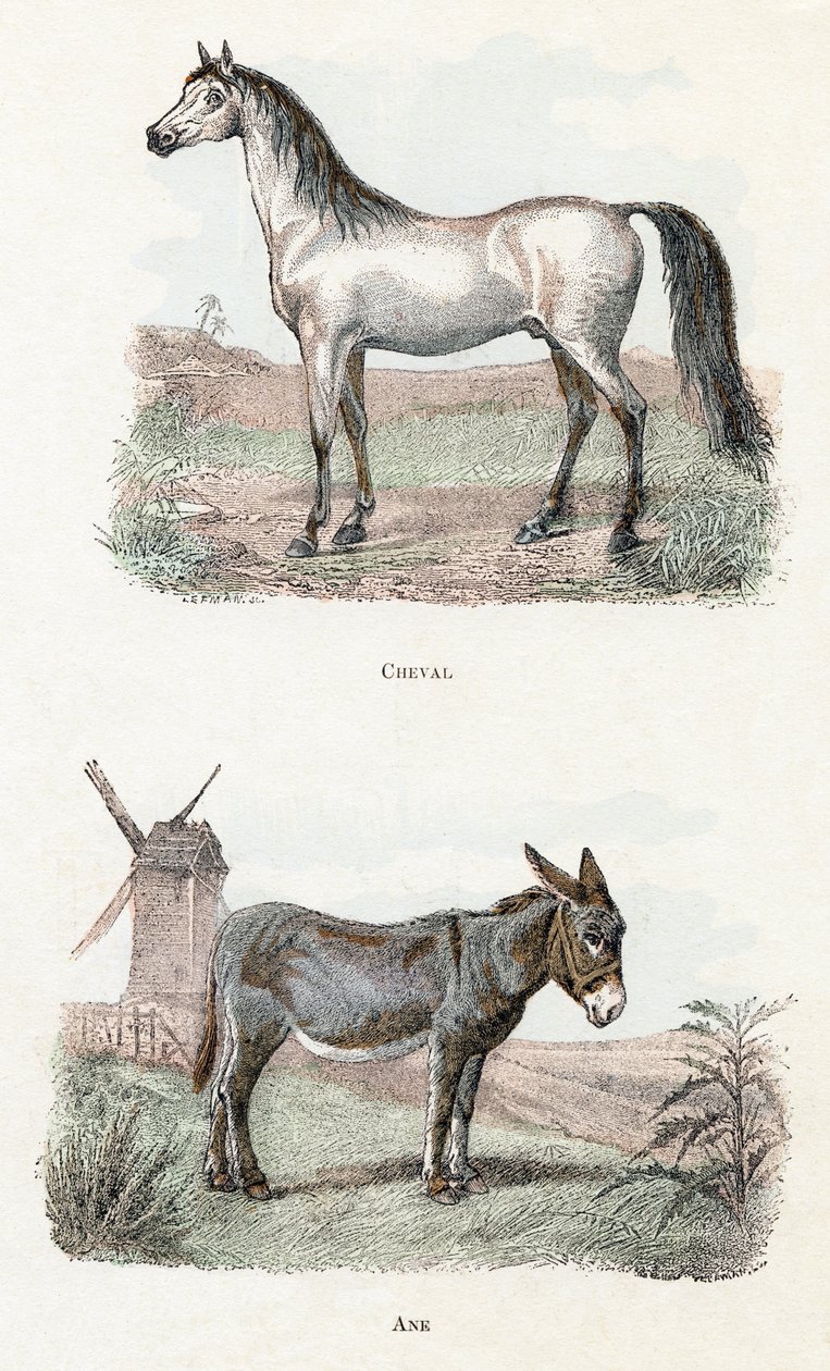 Cavalo e burro - "Alfabeto ilustra animais" século XIX (gravura) de Edouard Travies