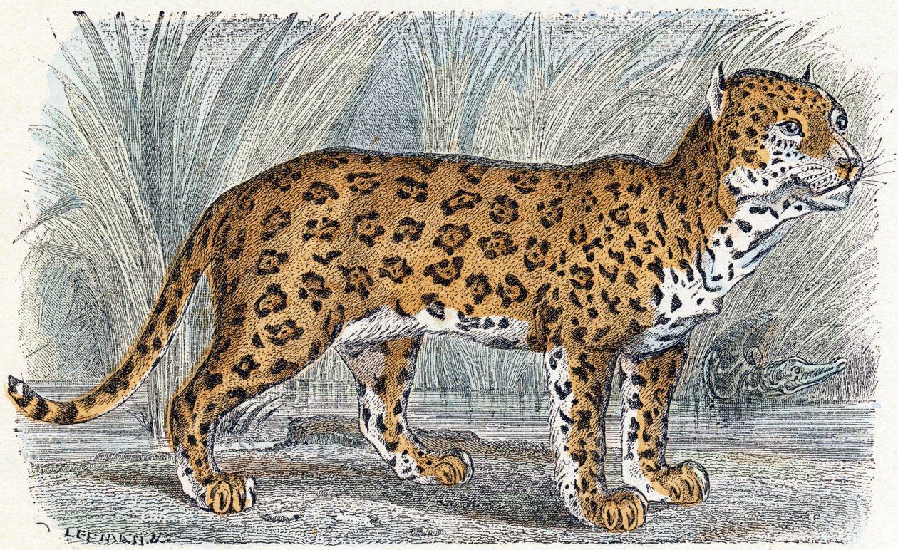 Jaguar- " Alfabeto ilustra animais" século XIX (gravura) de Edouard Travies