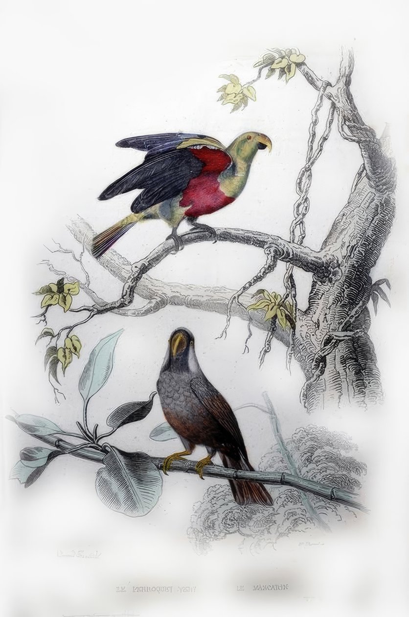 O papagaio verde. O Mascarin de Edouard Travies