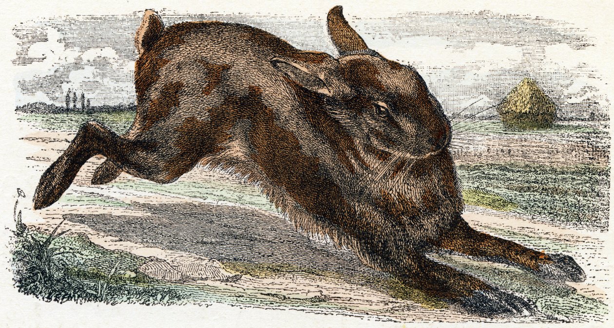 Lievre- " Alfabeto ilustra animais" século XIX (gravura) de Edouard Travies