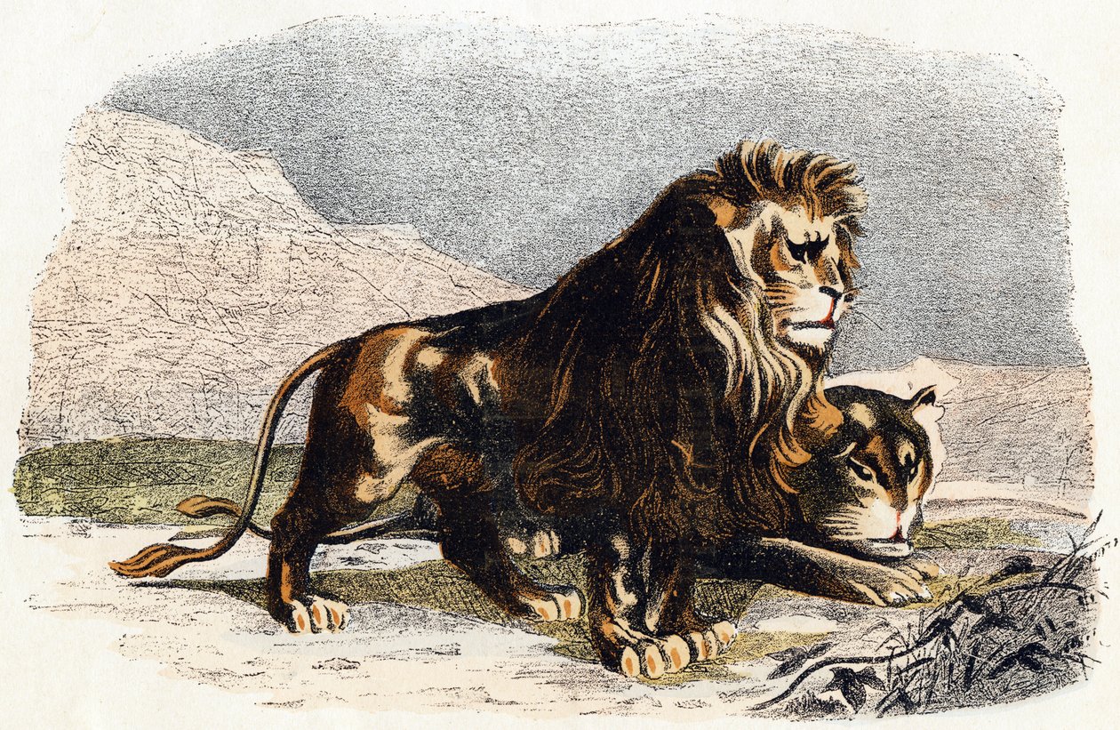 Leão e leões - "Alfabeto ilustra animais" século XIX (gravura) de Edouard Travies