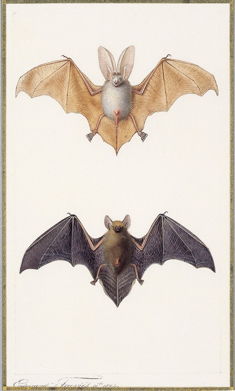 Morcego orelhudo e um morcego comum, 1834 de Edouard Travies
