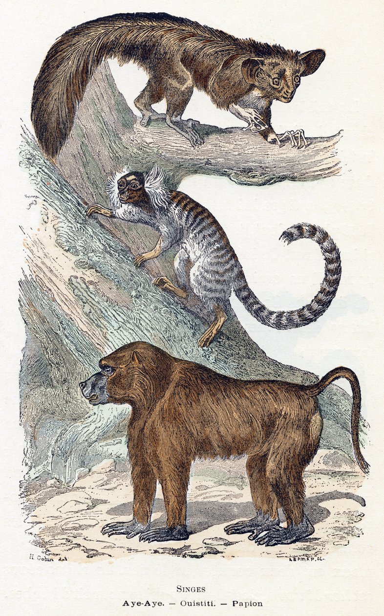 Macacos - " Alfabeto ilustra animais" século XIX (gravura) de Edouard Travies
