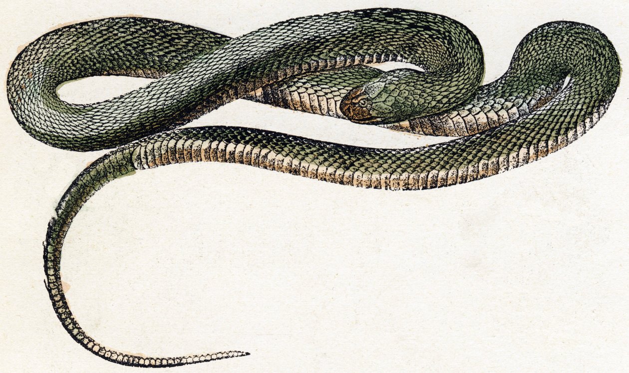 Naja (cobra) - "Alfabeto ilustra animais" século XIX (gravura) de Edouard Travies