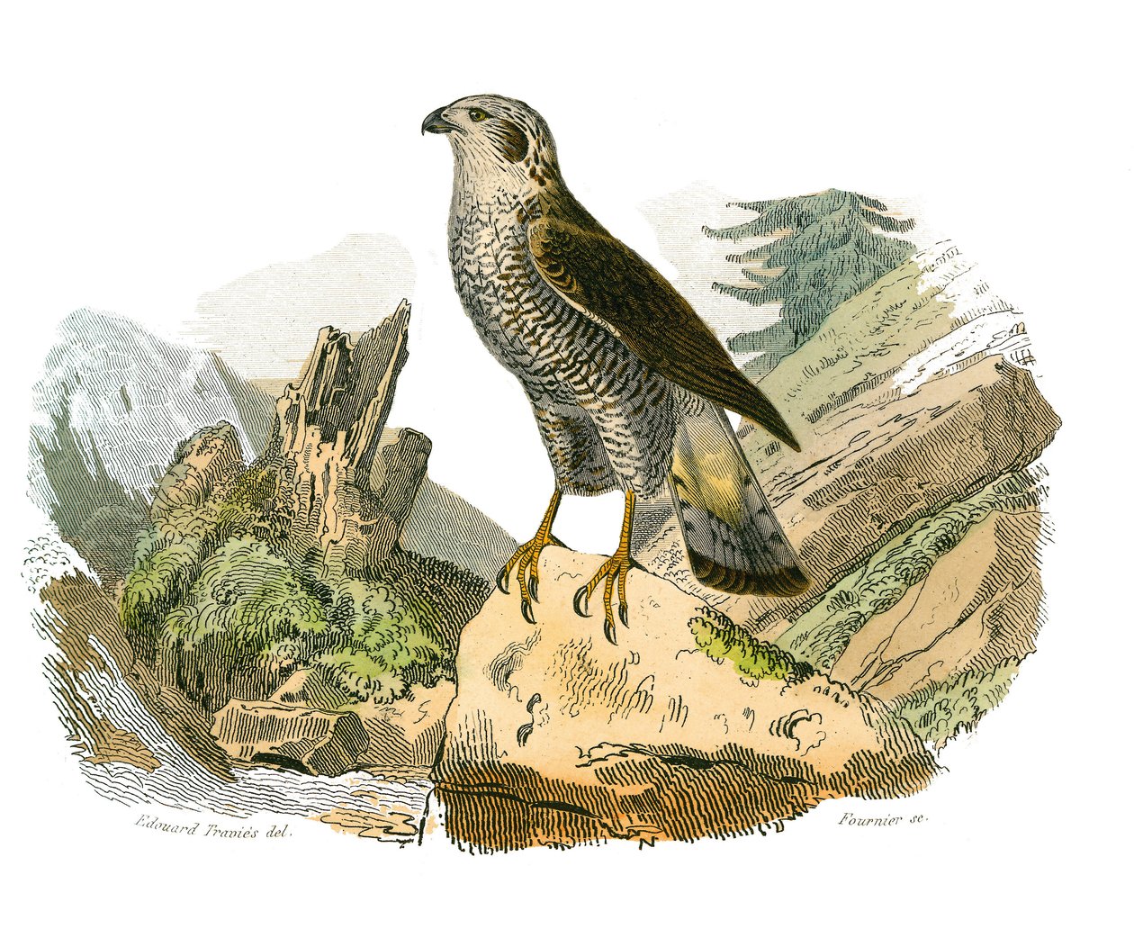 Quadro de História Natural: Quadro zoológico que representa as aves de rapina à noite. Ao redor. Placa retirada dos nove volumes sobre pássaros em “” Obras completas de Buffon ”” ”escrita pelo naturalista Georges Louis Leclerc, Conde de Buffon de Edouard Travies