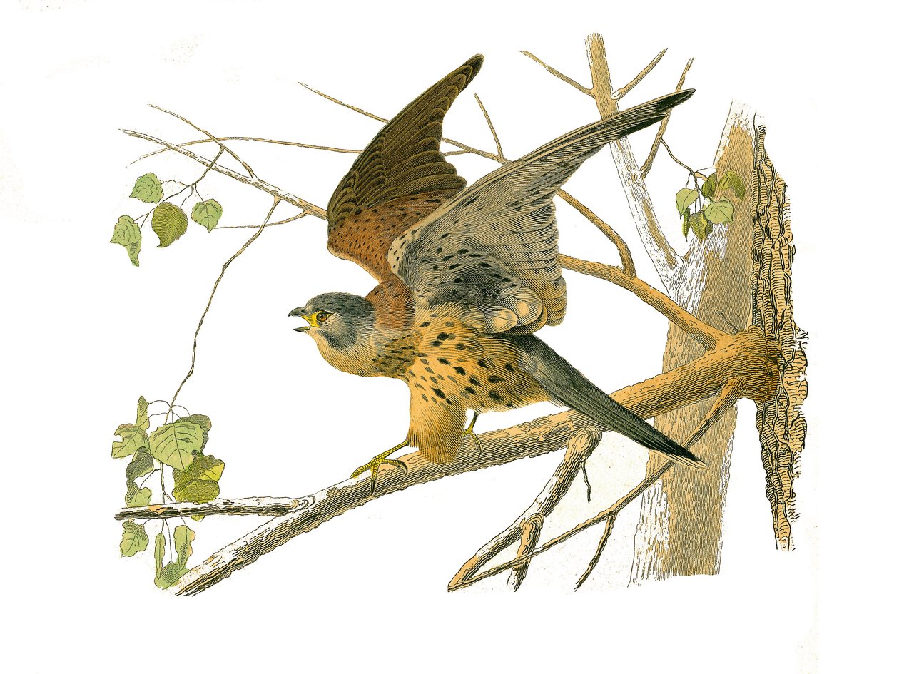 Conselho de História Natural: Tábua Zoológica representando aves de rapina à noite. O agrião. Placa retirada dos nove volumes sobre aves em "Obras completas de Buffon" escrito pelo naturalista Georges Louis Leclerc, Conde de Buffon (1707-1788) entre 1749 e de Edouard Travies