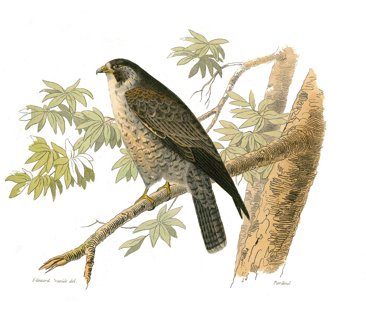 Quadro de História Natural: Quadro zoológico que representa as aves de rapina à noite. O Falcão. Placa retirada dos nove volumes sobre pássaros em “” Obras completas de Buffon ”” ”escrita pelo naturalista Georges Louis Leclerc, Conde de Buffon de Edouard Travies