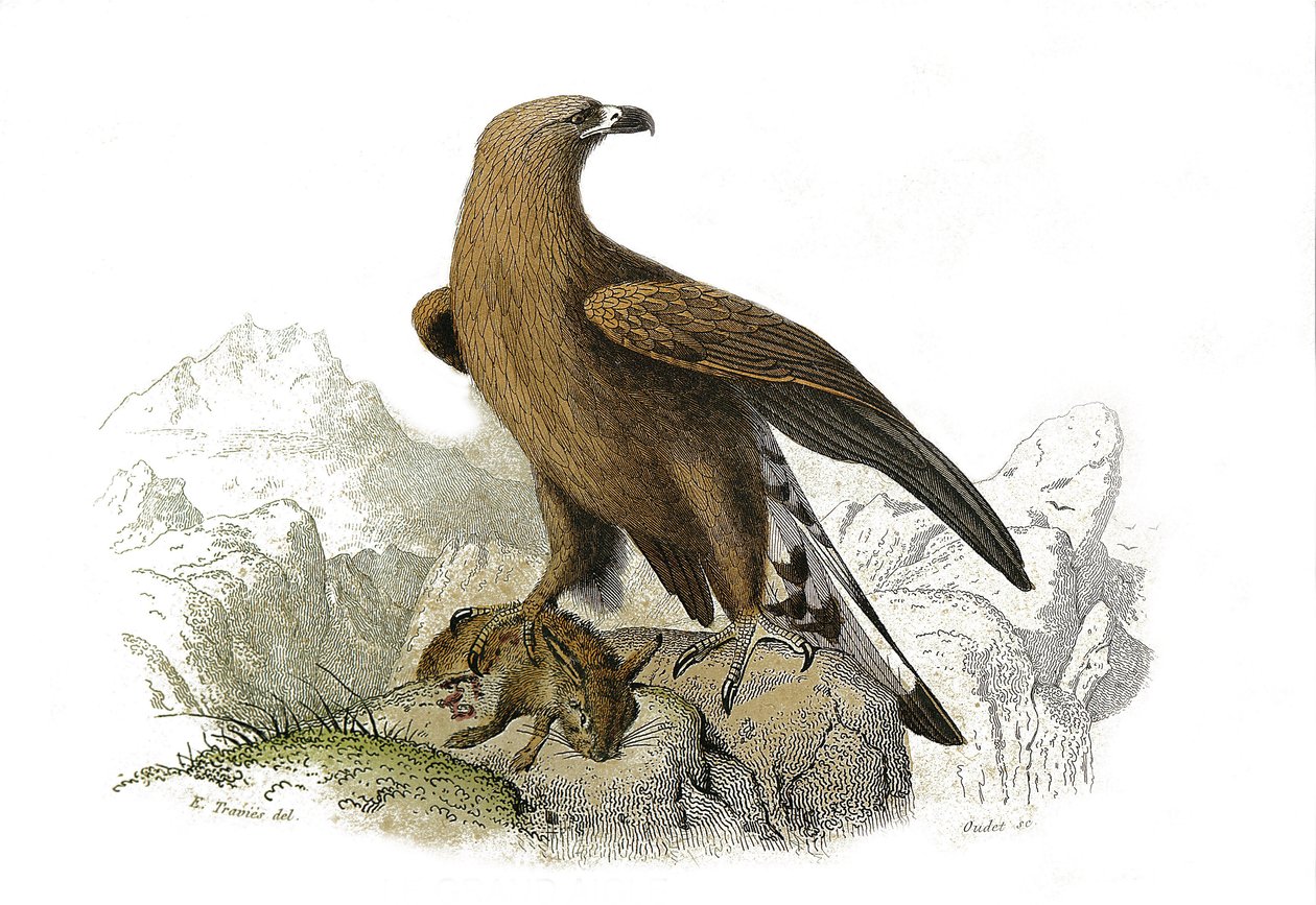 Conselho de História Natural: Tábua Zoológica representando aves de rapina à noite. A grande águia. Placa retirada dos nove volumes sobre aves em "Obras completas de Buffon" escrito pelo naturalista Georges Louis Leclerc, Conde de Buffon (1707-1788) entre  de Edouard Travies