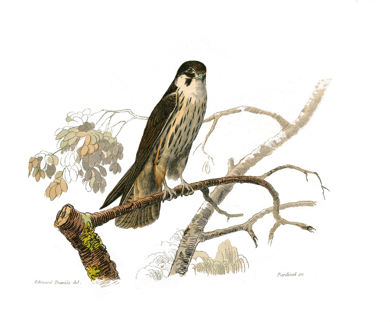 Quadro de História Natural: Quadro zoológico que representa as aves de rapina à noite. O hobereau. Placa retirada dos nove volumes sobre pássaros em “” Obras completas de Buffon ”” ”escrita pelo naturalista Georges Louis Leclerc, Conde de Buffon de Edouard Travies