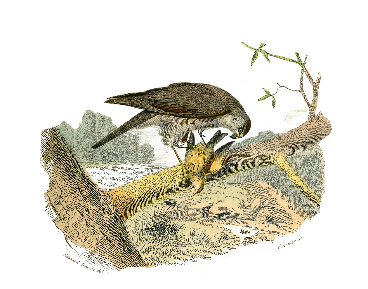 Conselho de História Natural: Tábua Zoológica representando aves de rapina à noite. O falcão. Placa retirada dos nove volumes sobre aves em "Obras completas de Buffon" escrito pelo naturalista Georges Louis Leclerc, Conde de Buffon (1707-1788) entre 1749 e de Edouard Travies