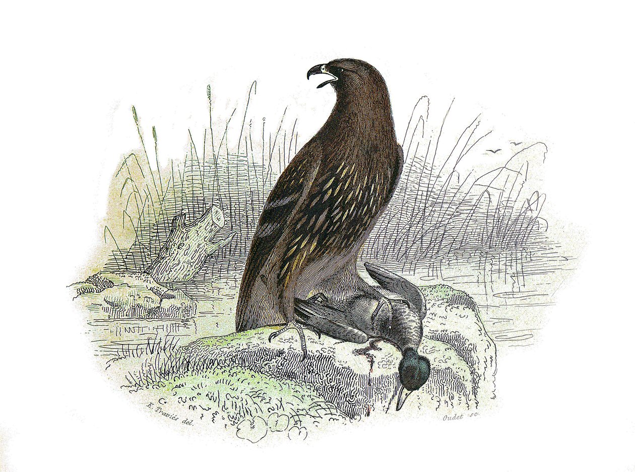 Conselho de História Natural: Tábua Zoológica representando aves de rapina à noite. A pequena águia. Placa retirada dos nove volumes sobre aves em "Obras completas de Buffon" escrito pelo naturalista Georges Louis Leclerc, Conde de Buffon (1707-1788) entre de Edouard Travies
