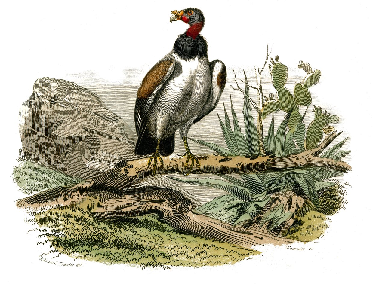 Conselho de História Natural: Tábua Zoológica representando aves de rapina à noite. O pequeno abutre. Placa retirada dos nove volumes sobre aves em "Obras completas de Buffon" escrito pelo naturalista Georges Louis Leclerc, Conde de Buffon (1707-1788) entr de Edouard Travies
