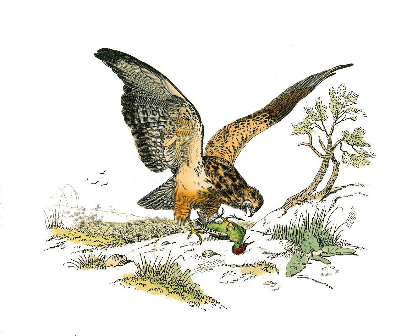 Conselho de História Natural: Tábua Zoológica representando aves de rapina à noite. O bocal. Placa retirada dos nove volumes sobre aves em "Obras completas de Buffon" escrito pelo naturalista Georges Louis Leclerc, Conde de Buffon (1707-1788) entre 1749 e  de Edouard Travies
