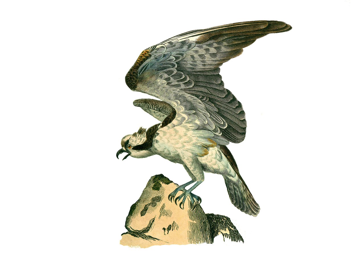 Quadro de História Natural: Quadro zoológico que representa as aves de rapina à noite. A águia-pesqueira. Placa retirada dos nove volumes sobre pássaros em “” Obras completas de Buffon ”” ”escrita pelo naturalista Georges Louis Leclerc, Conde de Buffon de Edouard Travies