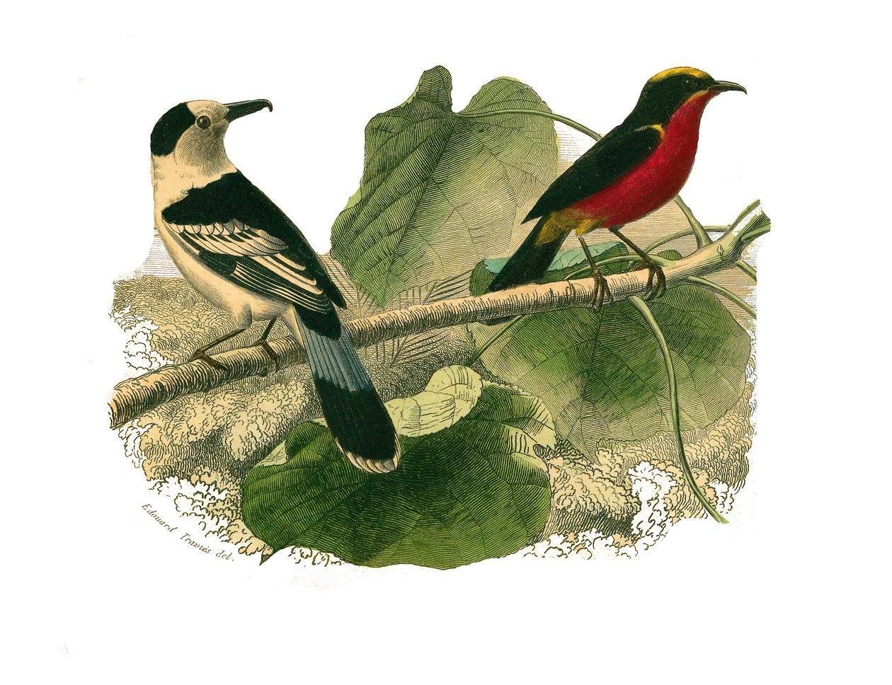 Quadro de História Natural: Quadro zoológico que representa as aves de rapina à noite. O vanga e o gonolek. Placa retirada dos nove volumes sobre pássaros em “” Obras completas de Buffon ”” ”escrita pelo naturalista Georges Louis Leclerc, Conde de Buffon de Edouard Travies