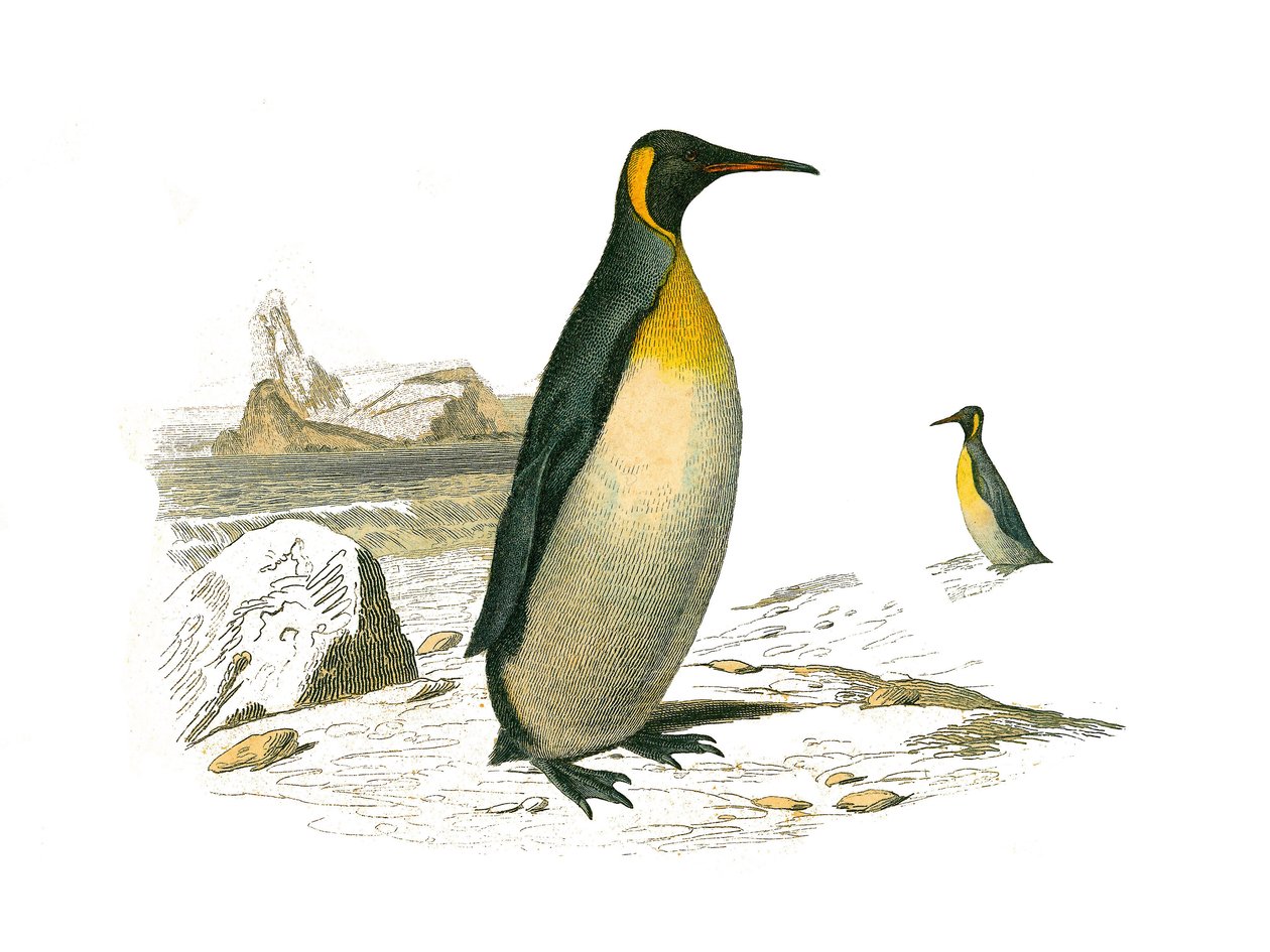 Conselho de História Natural: Tábua Zoológica representando palmeiras brachyptere (pássaros mergulhadores). O grande. Placa retirada dos nove volumes sobre aves em "Obras completas de Buffon" escrito pelo naturalista Georges Louis Leclerc, Conde de Buffon  de Edouard Travies