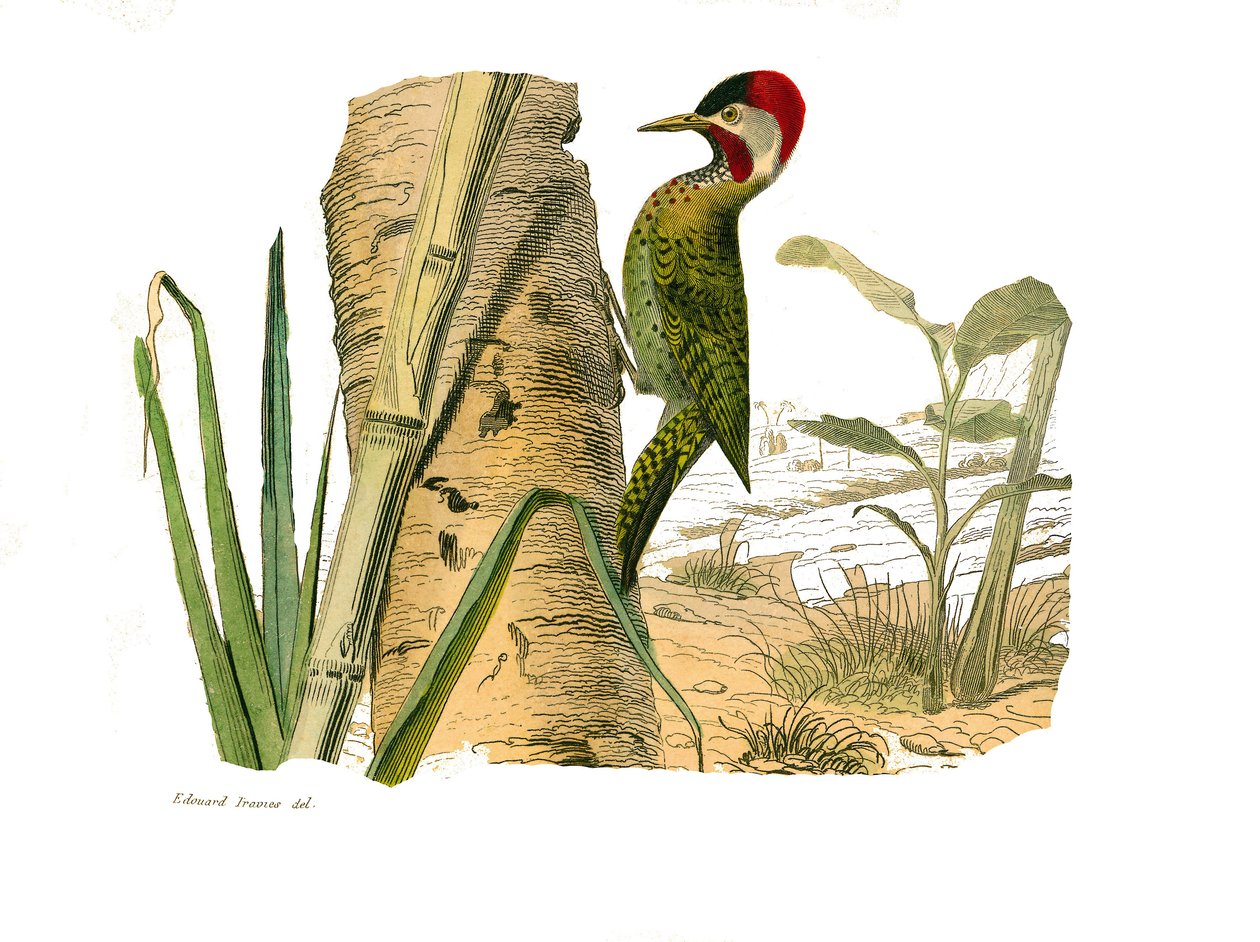 Conselho de História Natural: Conselho zoológico que representa os escaladores. Pico listrado de Cayenne. Placa retirada dos nove volumes sobre pássaros em “” Obras completas de Buffon ”” ”escrita pelo naturalista Georges Louis Leclerc, Conde de Buffon de Edouard Travies
