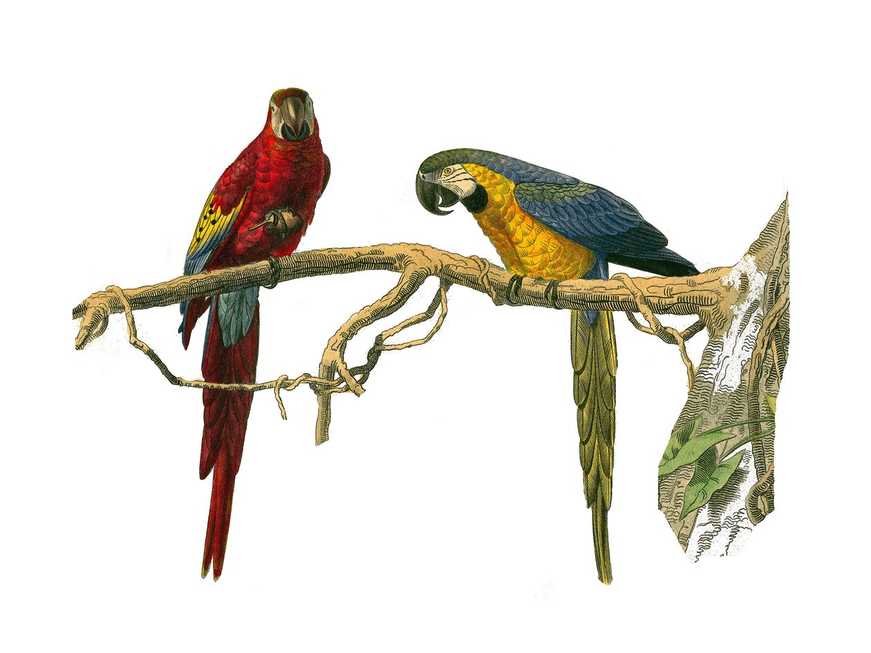 Conselho de História Natural: Conselho zoológico que representa os escaladores. Ara vermelha e ara azul. Placa retirada dos nove volumes sobre pássaros em “” Obras completas de Buffon ”” ”escrita pelo naturalista Georges Louis Leclerc, Conde de Buffon de Edouard Travies