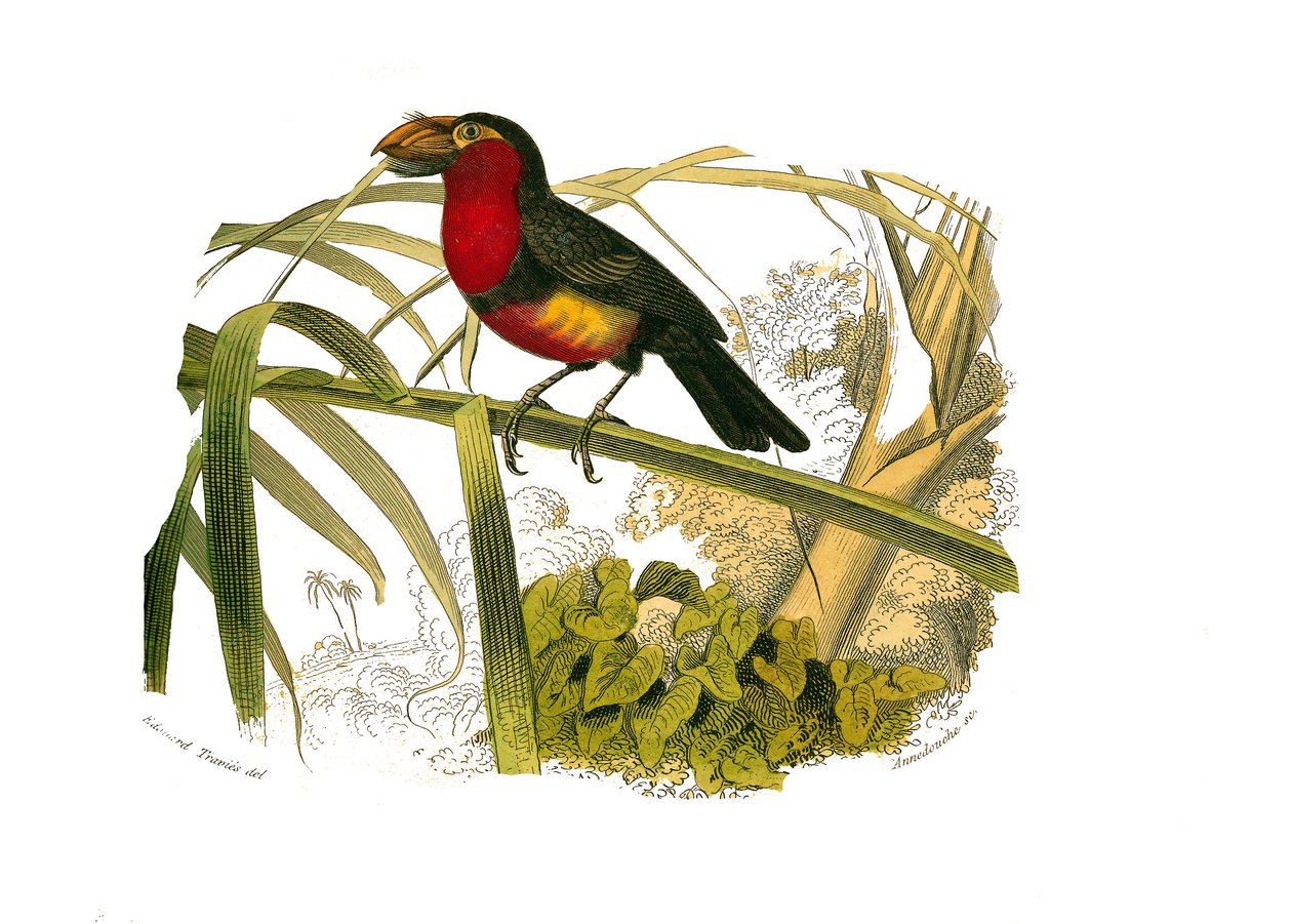 Conselho de História Natural: Quadro zoológico representando escaladores. O barbicano. Placa retirada dos nove volumes sobre aves em "Obras completas de Buffon" escrito pelo naturalista Georges Louis Leclerc, Conde de Buffon (1707-1788) entre 1749 e 1785.  de Edouard Travies