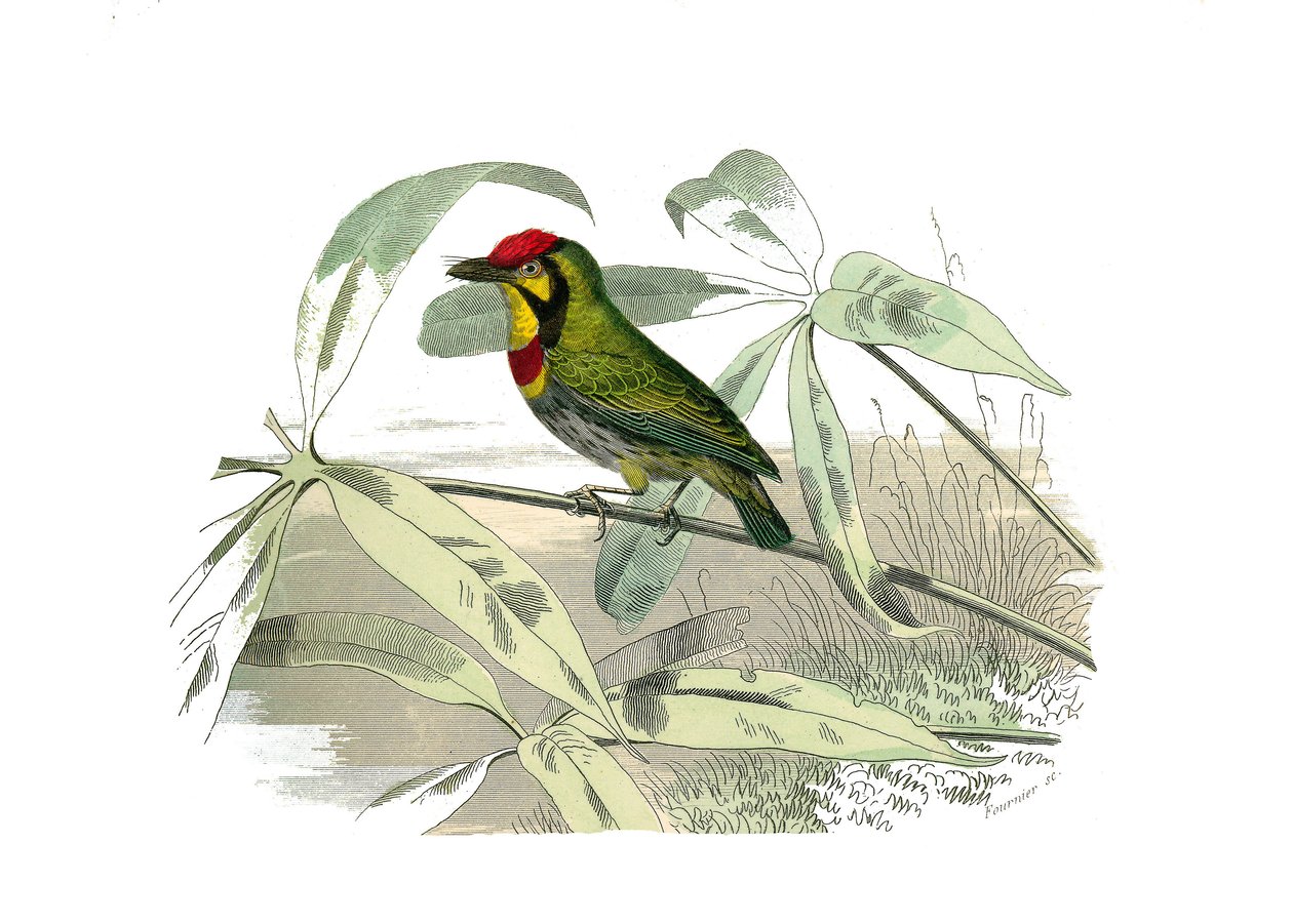 Conselho de História Natural: Conselho zoológico que representa os escaladores. O barbudo tem a garganta amarela. Placa retirada dos nove volumes sobre pássaros em “” Obras completas de Buffon ”” ”escrita pelo naturalista Georges Louis Leclerc, Conde de Bu de Edouard Travies