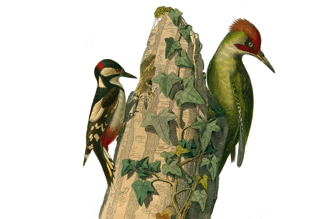 Conselho de História Natural: Quadro zoológico representando escaladores. O epeiche e o pica-pau verde têm uma cabeça vermelha (pico verde). Placa retirada dos nove volumes sobre aves em "Obras completas de Buffon" escrito pelo naturalista Georges Louis Le de Edouard Travies