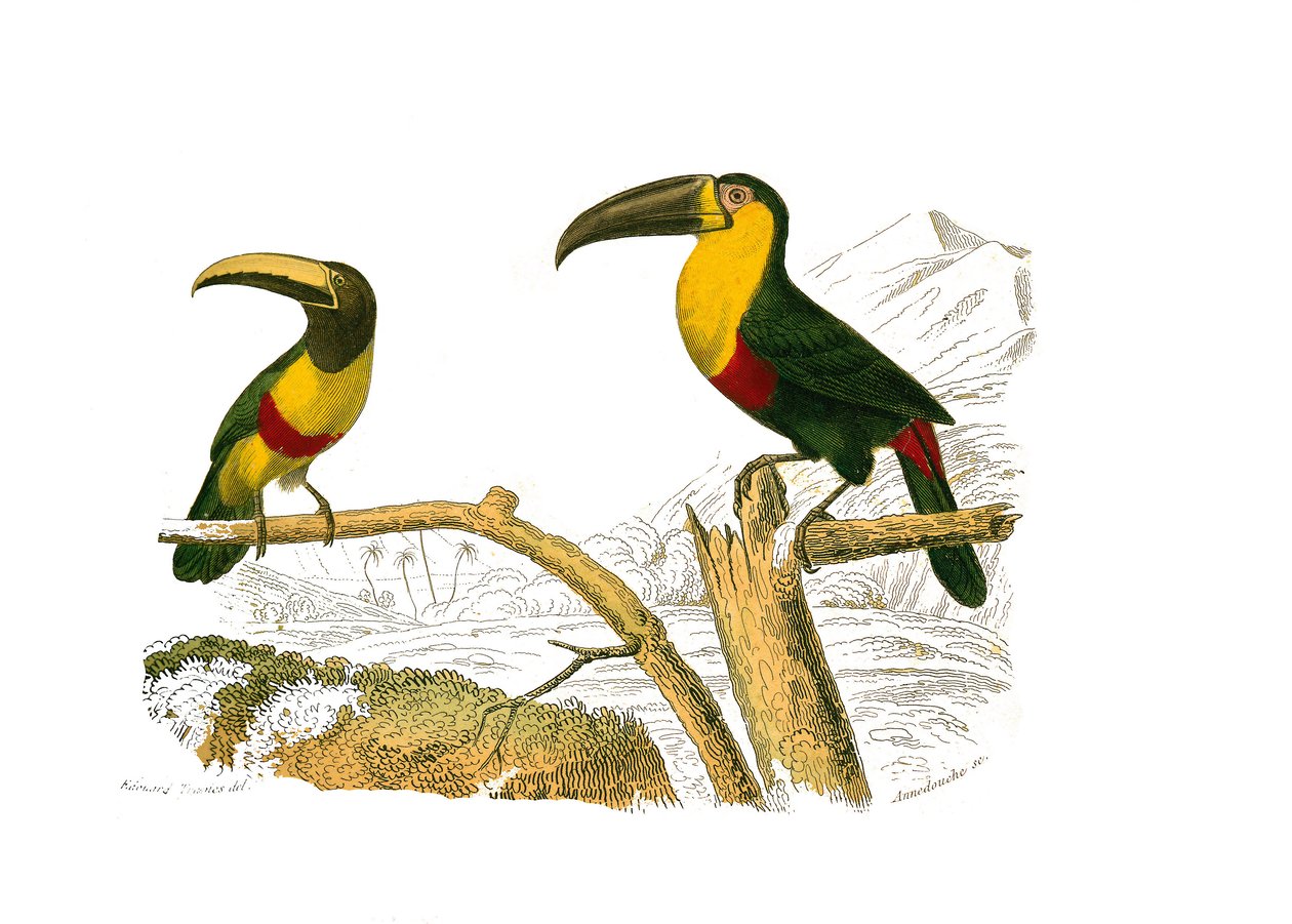 Conselho de História Natural: Quadro zoológico representando escaladores. O grigri aracari e o tucano de garganta amarela. Placa retirada dos nove volumes sobre aves em "Obras completas de Buffon" escrito pelo naturalista Georges Louis Leclerc, Conde de Bu de Edouard Travies