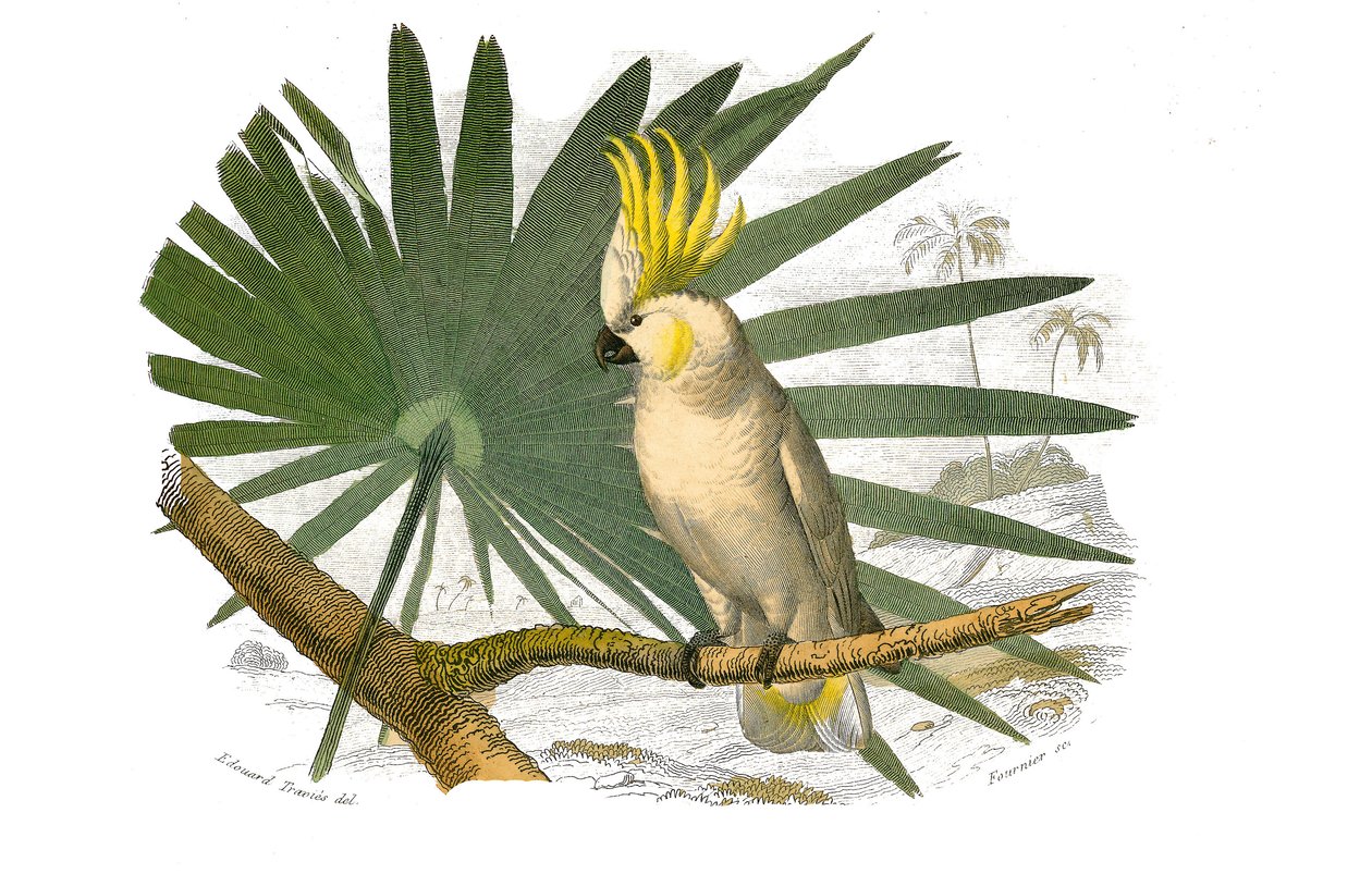 Conselho de História Natural: Quadro zoológico representando escaladores. Os kakatoes têm hupe amarelo. Placa retirada dos nove volumes sobre aves em "Obras completas de Buffon" escrito pelo naturalista Georges Louis Leclerc, Conde de Buffon (1707-1788) en de Edouard Travies