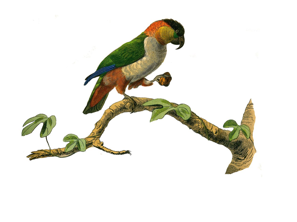 Conselho de História Natural: Conselho zoológico que representa os escaladores. O maipouri. Placa retirada dos nove volumes sobre pássaros em “” Obras completas de Buffon ”” ”escrita pelo naturalista Georges Louis Leclerc, Conde de Buffon de Edouard Travies