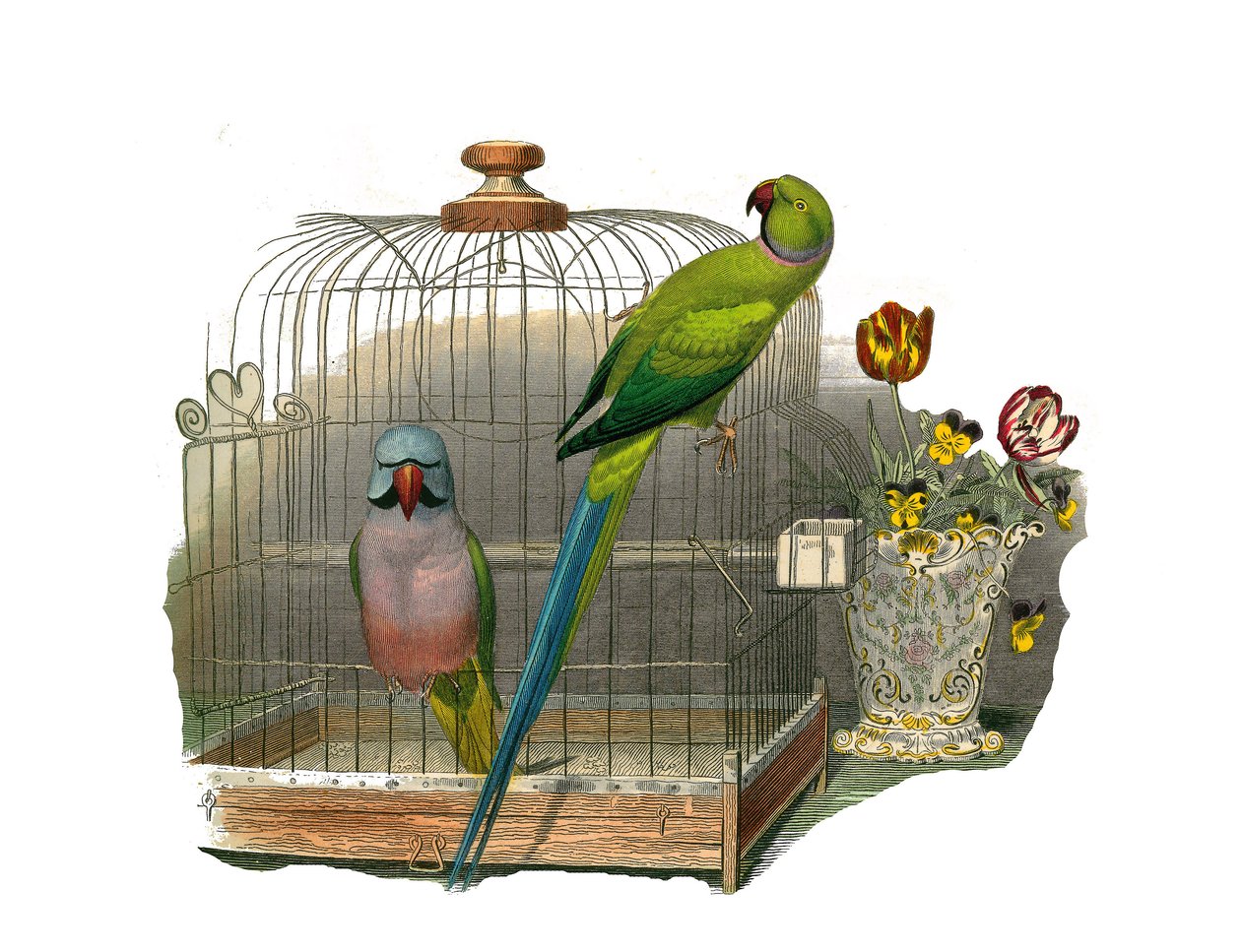 Conselho de História Natural: Quadro zoológico representando escaladores. O periquito tem bigodes e o periquito tem um colar rosa. Placa retirada dos nove volumes sobre aves em "Obras completas de Buffon" escrito pelo naturalista Georges Louis Leclerc, Con de Edouard Travies