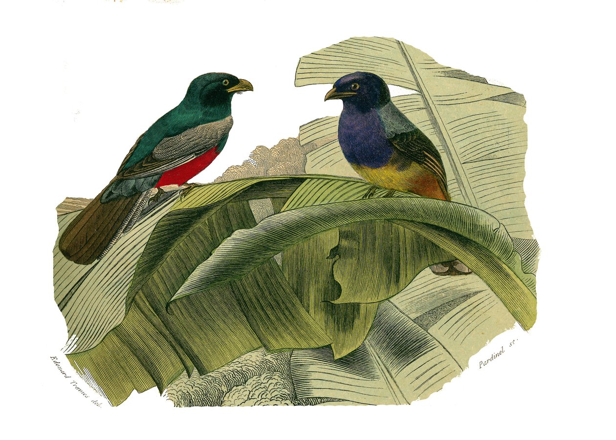 Conselho de História Natural: Quadro zoológico representando escaladores. A barriga vermelha e a barriga amarela. Placa retirada dos nove volumes sobre aves em "Obras completas de Buffon" escrito pelo naturalista Georges Louis Leclerc, Conde de Buffon (170 de Edouard Travies