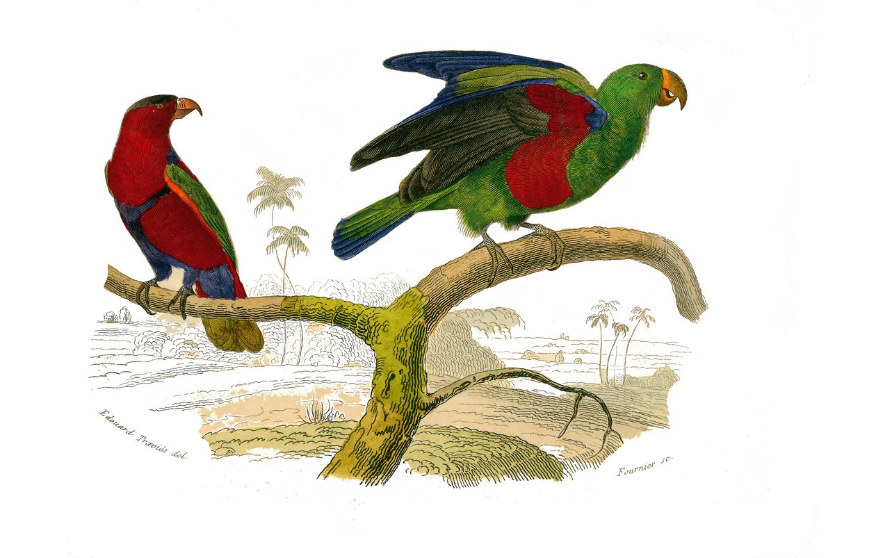 Conselho de História Natural: Quadro zoológico representando escaladores. A lori tricolor e o papagaio verde. Placa retirada dos nove volumes sobre aves em "Obras completas de Buffon" escrito pelo naturalista Georges Louis Leclerc, Conde de Buffon (1707-17 de Edouard Travies
