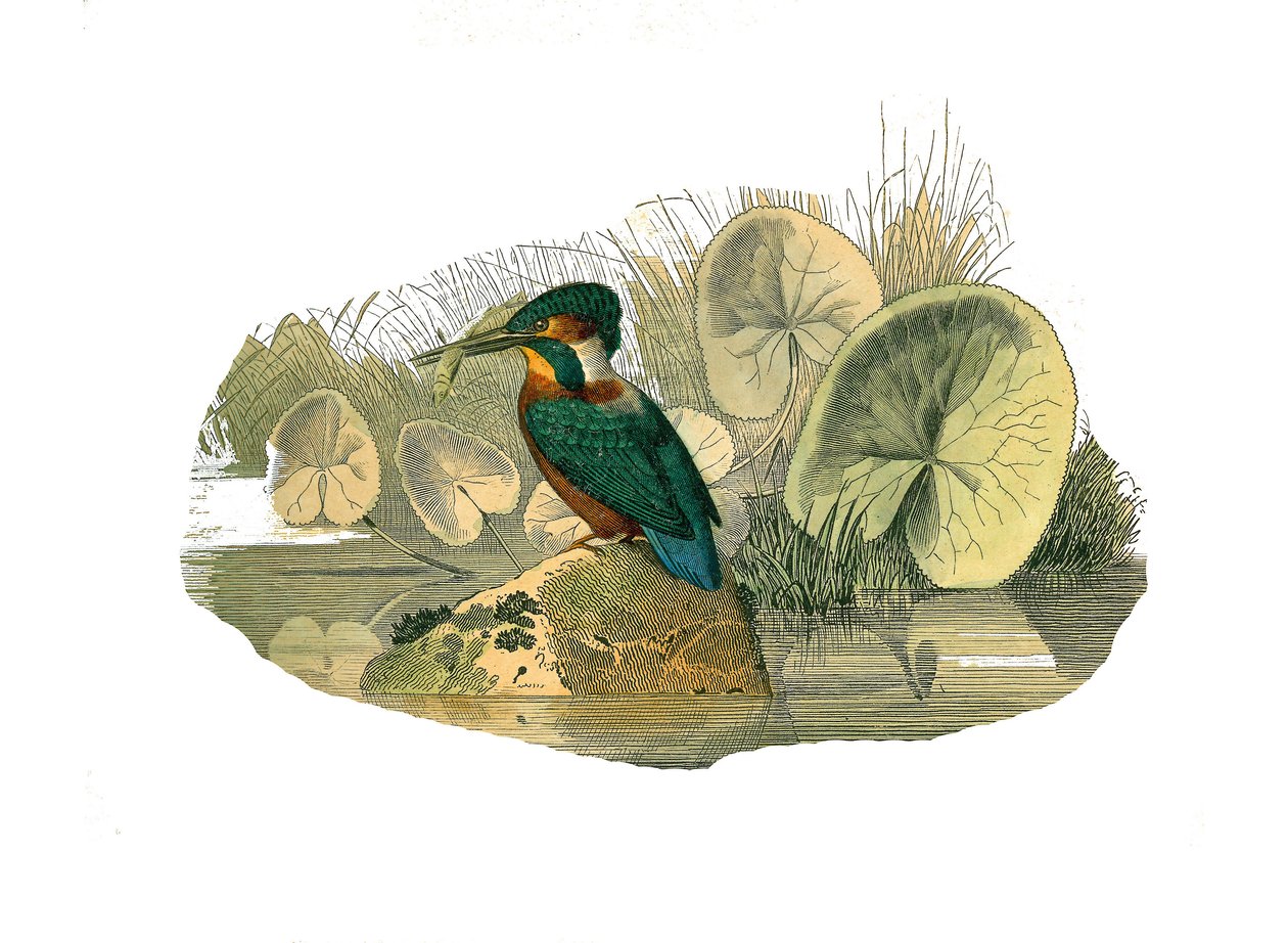 Conselho de História Natural: Tábua Zoológica que representa as passerines do sindactyl (com dois ou mais dedos de refrigerante juntos). O martim-pescador. Placa retirada dos nove volumes sobre aves em "Obras completas de Buffon" escrito pelo naturalista G de Edouard Travies