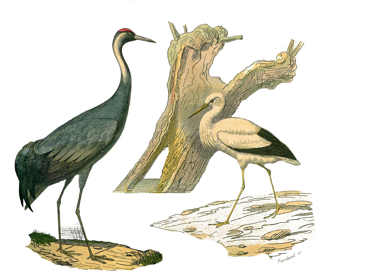 Conselho de História Natural: Quadro zoológico representando aves aquáticas e cultrirostres (com bicos grandes, longos e fortes): guindaste e cegonha. Placa retirada dos nove volumes sobre aves em "Obras completas de Buffon" escrito pelo naturalista George de Edouard Travies