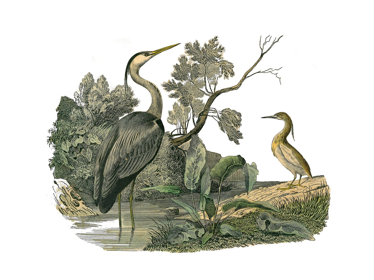 Conselho de História Natural: Tábua Zoológica representando aves aquáticas e limícolas cultrirostrosas (com bicos grandes, longos e fortes): garças e caranguejos. Placa extraída dos nove volumes sobre aves em "Obras completas de Buffon", escrito pelo natur de Edouard Travies
